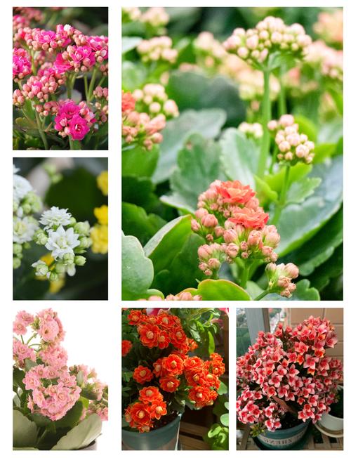 长寿花怎么养才能开花,长寿花怎么养才能开花茂盛?-第3张图片-优品飞百科 长寿花怎么养才能开花,长寿花怎么养才能开花茂盛?-第3张图片-优品飞百科