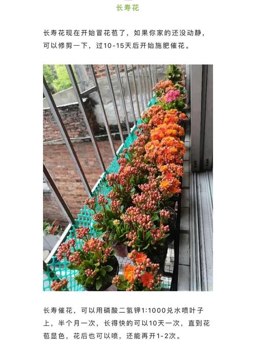 长寿花怎么养才能开花,长寿花怎么养才能开花茂盛?-第4张图片-优品飞百科 长寿花怎么养才能开花,长寿花怎么养才能开花茂盛?-第4张图片-优品飞百科
