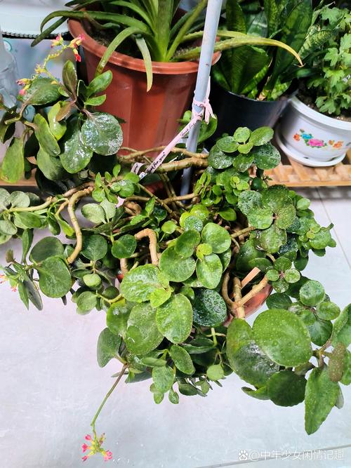 长寿花怎么养才能开花,长寿花怎么养才能开花茂盛?-第5张图片-优品飞百科 长寿花怎么养才能开花,长寿花怎么养才能开花茂盛?-第5张图片-优品飞百科