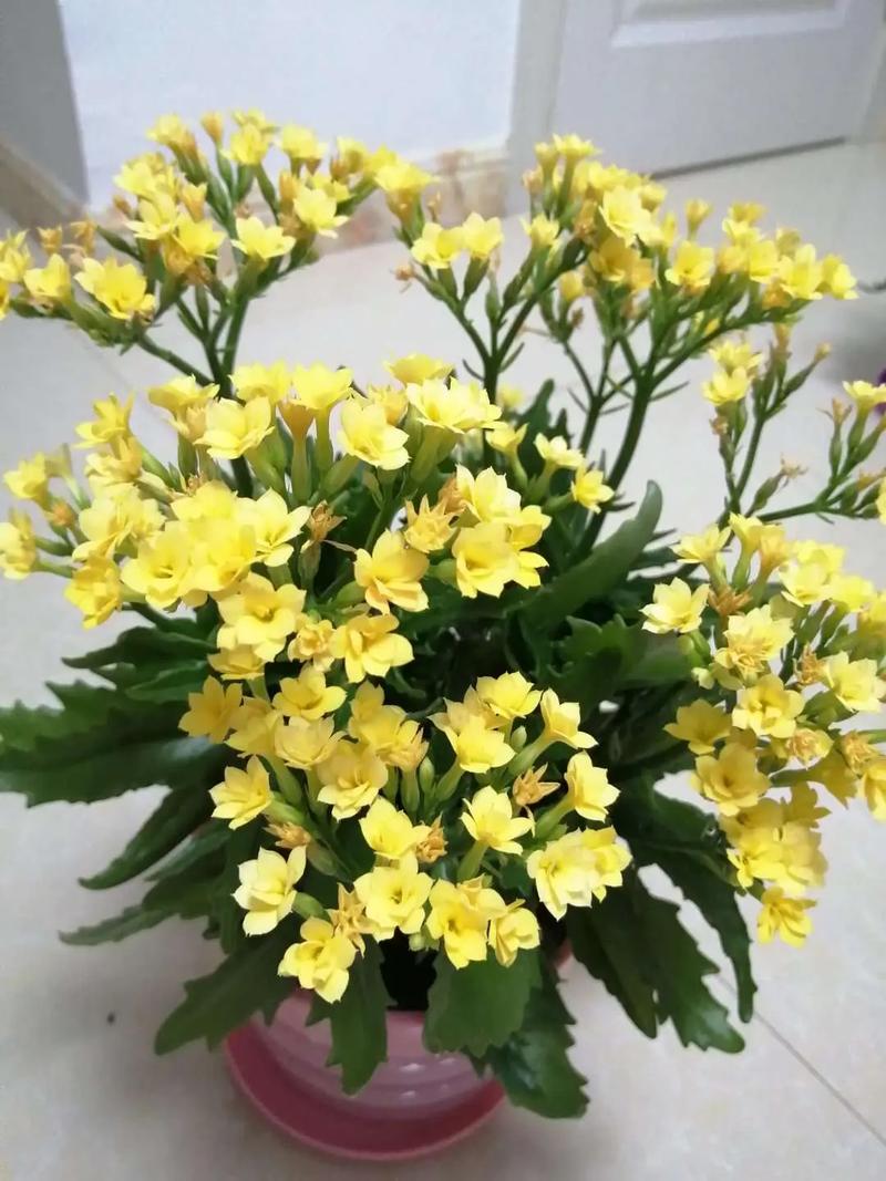 长寿花怎么养才能开花,长寿花怎么养才能开花茂盛?-第6张图片-优品飞百科 长寿花怎么养才能开花,长寿花怎么养才能开花茂盛?-第6张图片-优品飞百科