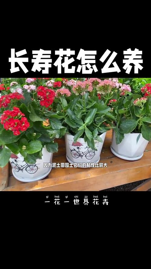 长寿花怎么养才能开花,长寿花怎么养才能开花茂盛?-第7张图片-优品飞百科 长寿花怎么养才能开花,长寿花怎么养才能开花茂盛?-第7张图片-优品飞百科