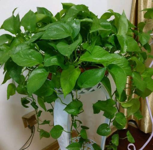 长寿蹭蹭猛蹿？请问长寿？-第2张图片-优品飞百科