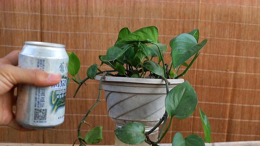 长寿蹭蹭猛蹿？请问长寿？-第3张图片-优品飞百科