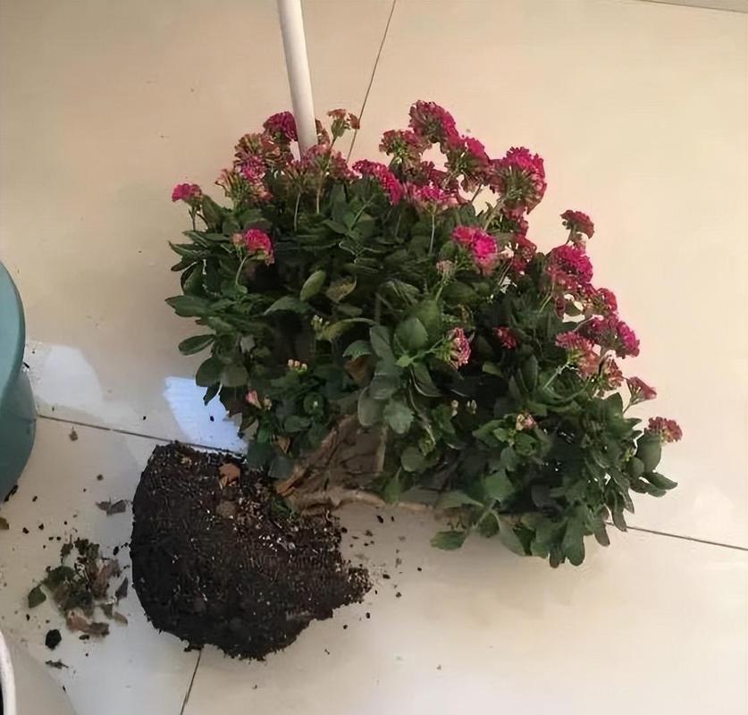 长寿蹭蹭猛蹿？请问长寿？-第5张图片-优品飞百科