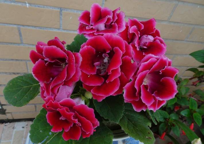 大岩桐开花后怎么办？大岩桐开花过程？