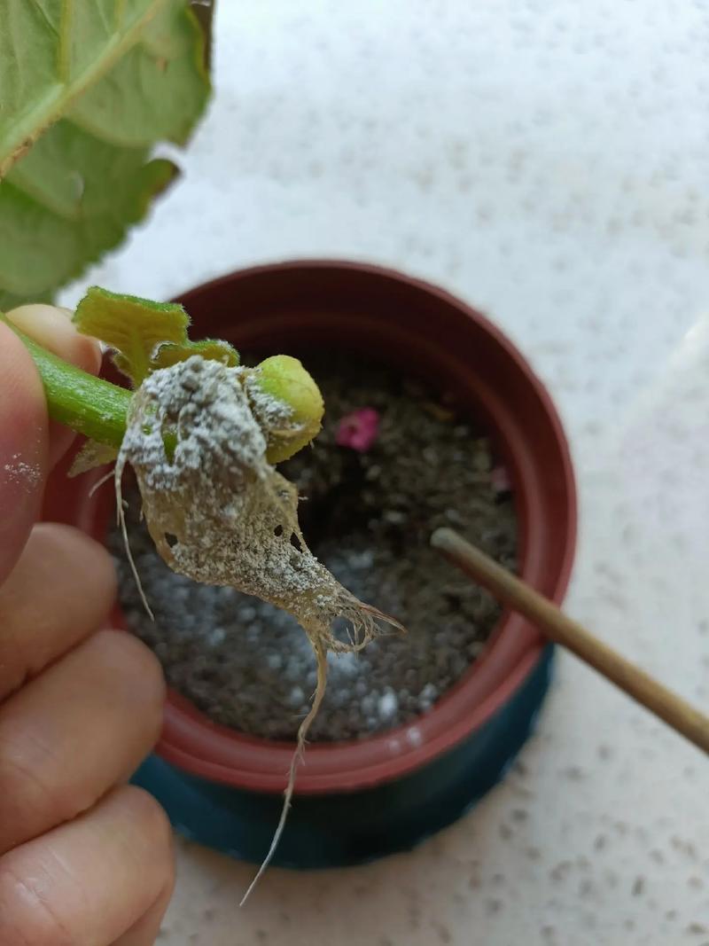 大岩桐开花后怎么办?大岩桐开花过程?-第2张图片-优品飞百科 大岩桐开花后怎么办?大岩桐开花过程?-第2张图片-优品飞百科