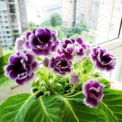 大岩桐开花后怎么办?大岩桐开花过程?-第3张图片-优品飞百科 大岩桐开花后怎么办?大岩桐开花过程?-第3张图片-优品飞百科