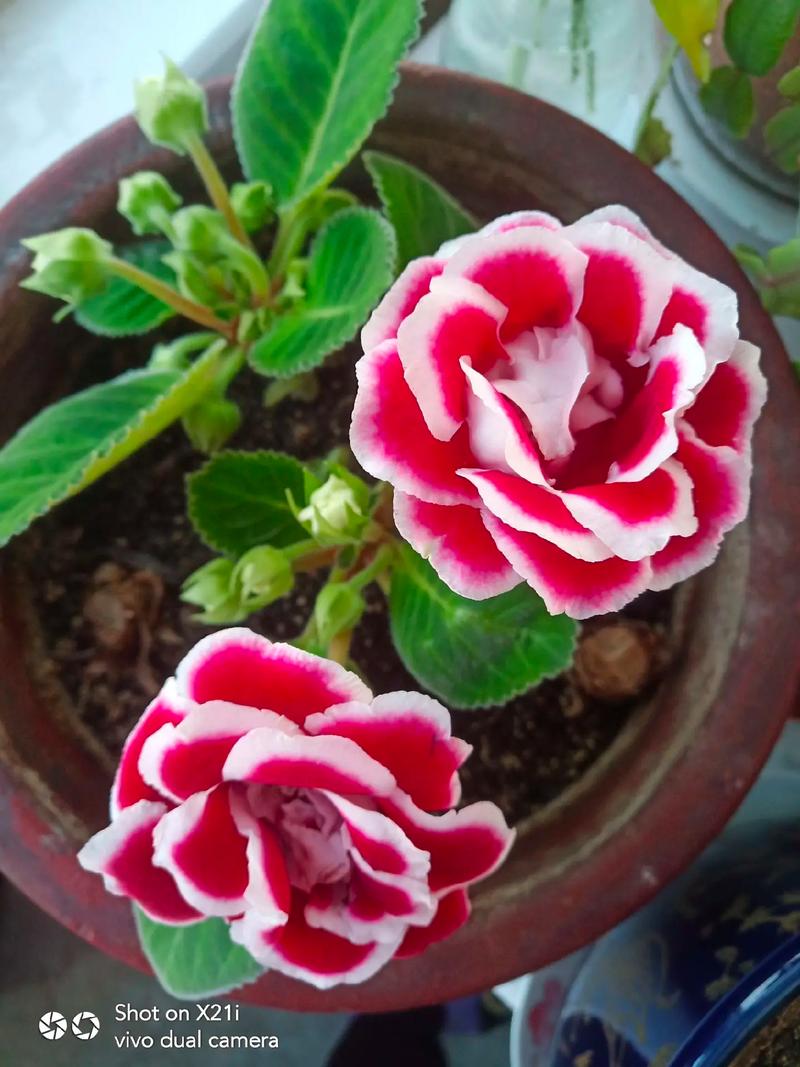 大岩桐开花后怎么办?大岩桐开花过程?-第4张图片-优品飞百科 大岩桐开花后怎么办?大岩桐开花过程?-第4张图片-优品飞百科