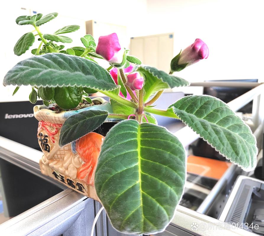 大岩桐开花后怎么办?大岩桐开花过程?-第5张图片-优品飞百科 大岩桐开花后怎么办?大岩桐开花过程?-第5张图片-优品飞百科