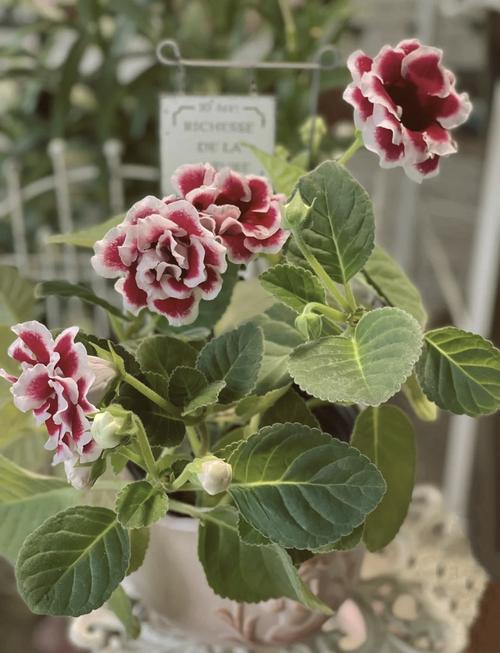 大岩桐开花后怎么办?大岩桐开花过程?-第6张图片-优品飞百科 大岩桐开花后怎么办?大岩桐开花过程?-第6张图片-优品飞百科