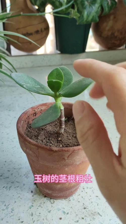 玉树怎样长得快？玉树怎么长高长粗？