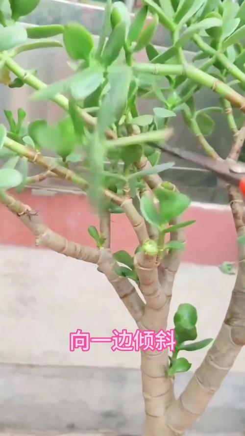 玉树怎样长得快？玉树怎么长高长粗？-第3张图片-优品飞百科