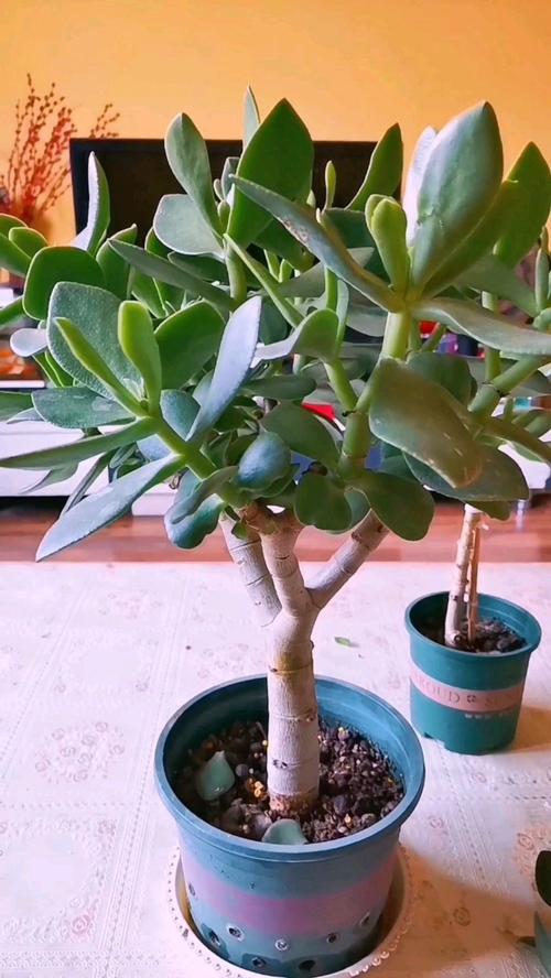 玉树怎样长得快？玉树怎么长高长粗？-第4张图片-优品飞百科