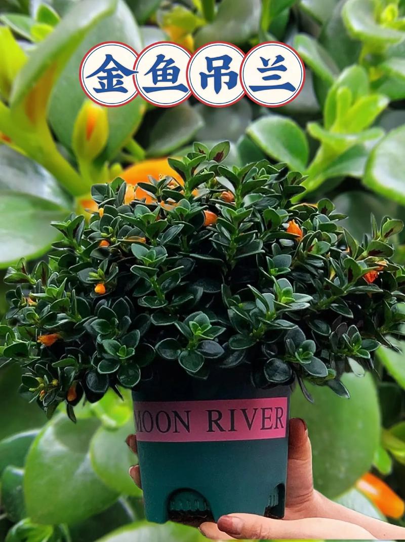 金鱼吊兰怎么长得快?金鱼吊兰怎么爆盆繁殖?-第4张图片-优品飞百科 金鱼吊兰怎么长得快?金鱼吊兰怎么爆盆繁殖?-第4张图片-优品飞百科