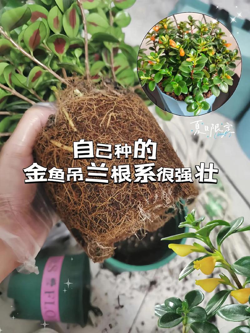 金鱼吊兰怎么长得快?金鱼吊兰怎么爆盆繁殖?-第6张图片-优品飞百科 金鱼吊兰怎么长得快?金鱼吊兰怎么爆盆繁殖?-第6张图片-优品飞百科