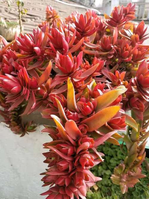 新手如何养多肉，家里千万不能养多肉