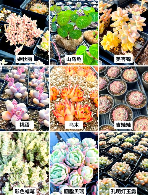 新手如何养多肉，家里千万不能养多肉-第2张图片-优品飞百科