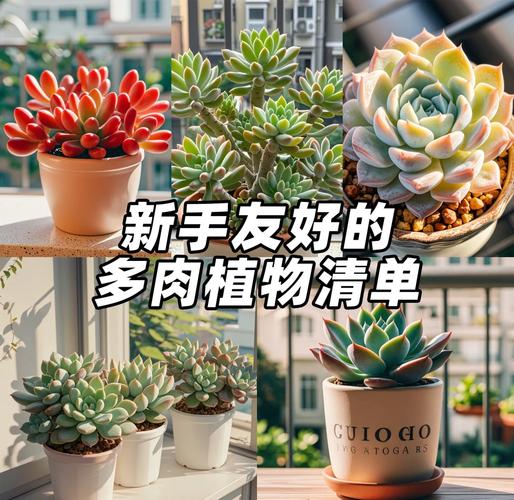 新手如何养多肉，家里千万不能养多肉-第3张图片-优品飞百科