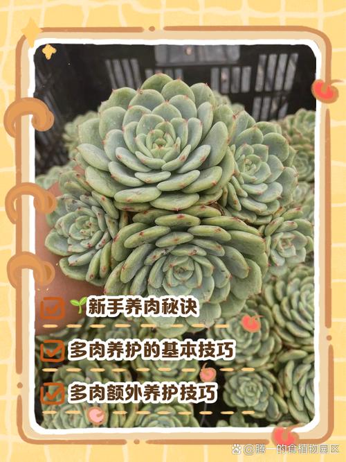 新手如何养多肉，家里千万不能养多肉-第4张图片-优品飞百科