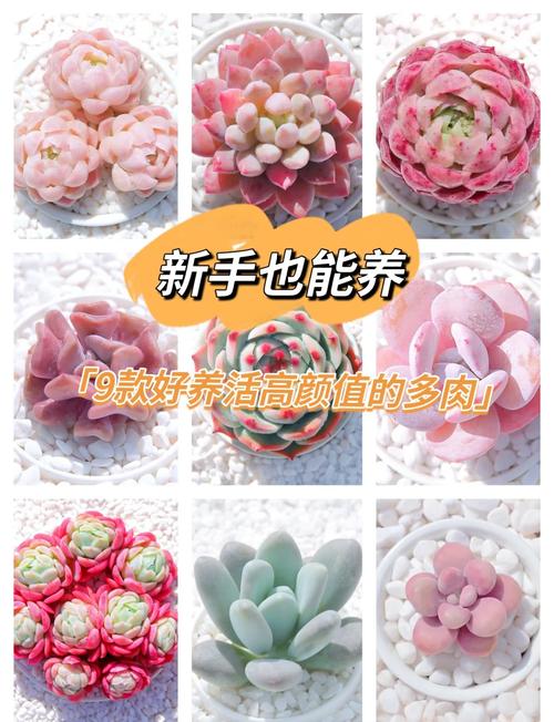 新手如何养多肉，家里千万不能养多肉-第5张图片-优品飞百科