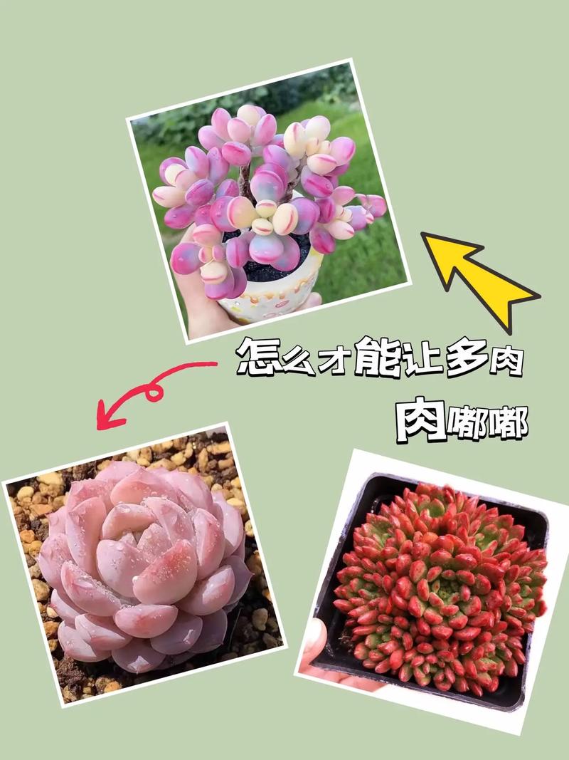 新手如何养多肉，家里千万不能养多肉-第8张图片-优品飞百科