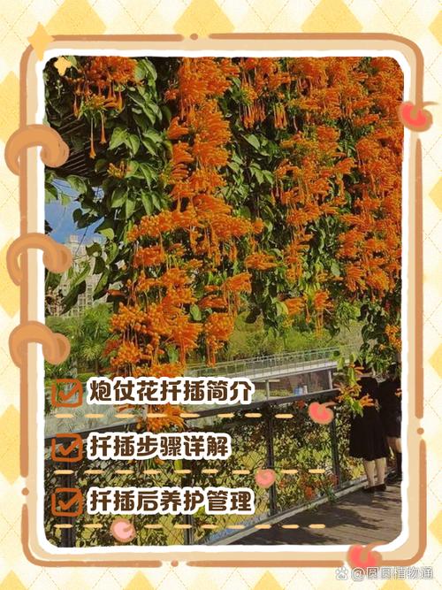 炮仗花可以扦插吗,炮仗花扦插多久生根-第1张图片-优品飞百科 炮仗花可以扦插吗,炮仗花扦插多久生根-第1张图片-优品飞百科