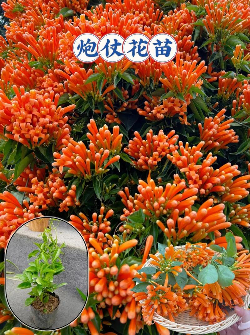 炮仗花可以扦插吗,炮仗花扦插多久生根-第4张图片-优品飞百科 炮仗花可以扦插吗,炮仗花扦插多久生根-第4张图片-优品飞百科