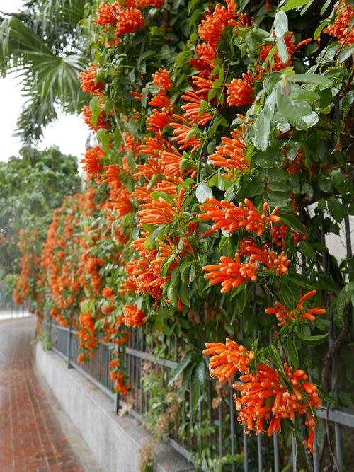 炮仗花可以扦插吗,炮仗花扦插多久生根-第3张图片-优品飞百科 炮仗花可以扦插吗,炮仗花扦插多久生根-第3张图片-优品飞百科