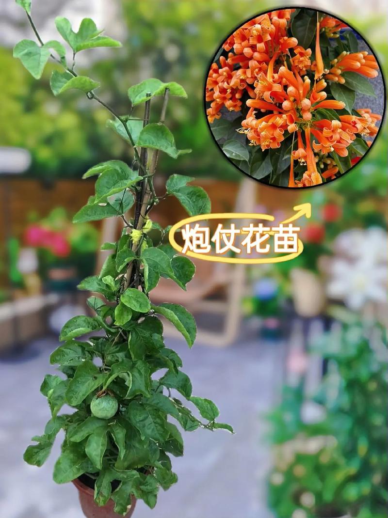 炮仗花可以扦插吗,炮仗花扦插多久生根-第6张图片-优品飞百科 炮仗花可以扦插吗,炮仗花扦插多久生根-第6张图片-优品飞百科