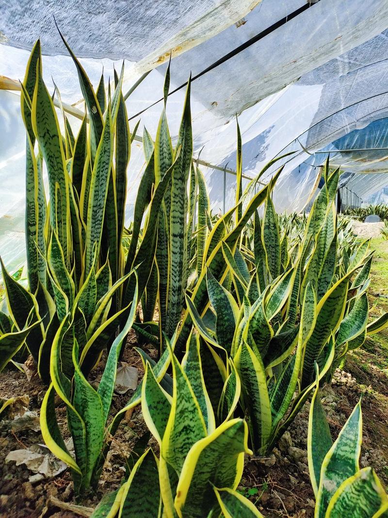 虎皮兰可以用沙子种吗,虎皮兰可以用沙子种吗视频-第2张图片-优品飞百科 虎皮兰可以用沙子种吗,虎皮兰可以用沙子种吗视频-第2张图片-优品飞百科