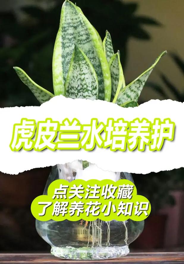 虎皮兰可以用沙子种吗,虎皮兰可以用沙子种吗视频-第3张图片-优品飞百科 虎皮兰可以用沙子种吗,虎皮兰可以用沙子种吗视频-第3张图片-优品飞百科