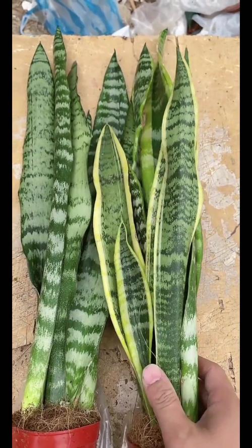 虎皮兰可以用沙子种吗,虎皮兰可以用沙子种吗视频-第4张图片-优品飞百科 虎皮兰可以用沙子种吗,虎皮兰可以用沙子种吗视频-第4张图片-优品飞百科