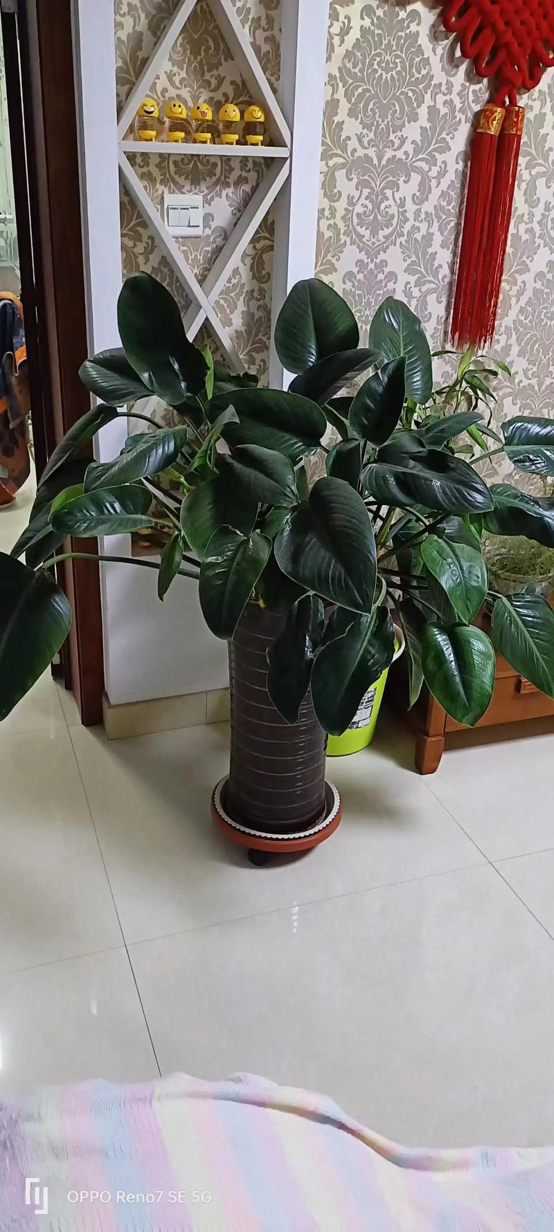 虎皮兰可以用沙子种吗,虎皮兰可以用沙子种吗视频-第6张图片-优品飞百科 虎皮兰可以用沙子种吗,虎皮兰可以用沙子种吗视频-第6张图片-优品飞百科