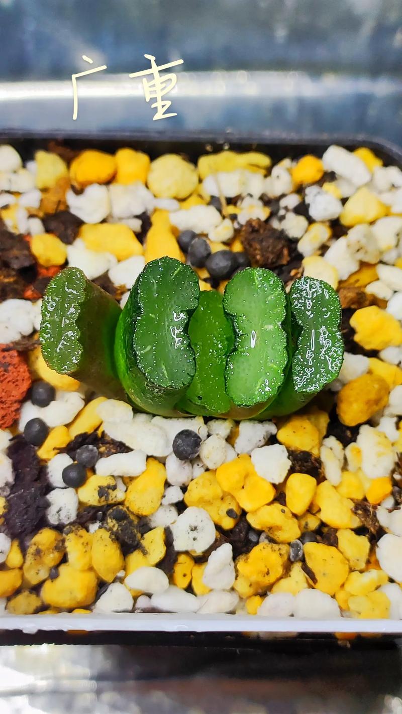 多肉植物玉扇怎么养，多肉玉扇怎么养出好的窗面？-第2张图片-优品飞百科