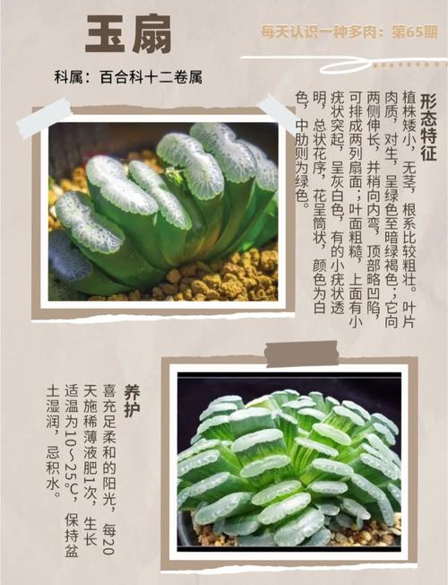 多肉植物玉扇怎么养，多肉玉扇怎么养出好的窗面？-第3张图片-优品飞百科