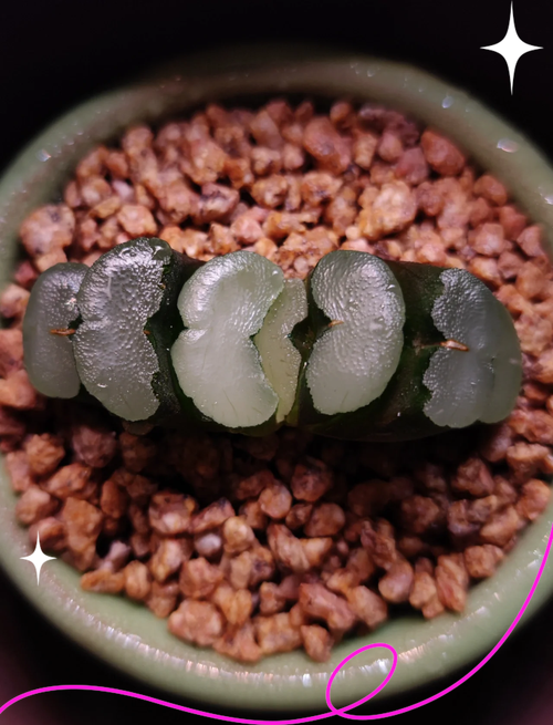 多肉植物玉扇怎么养，多肉玉扇怎么养出好的窗面？-第4张图片-优品飞百科