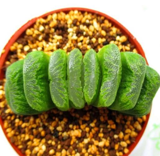 多肉植物玉扇怎么养，多肉玉扇怎么养出好的窗面？-第5张图片-优品飞百科