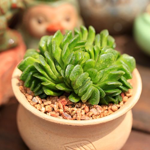 多肉植物玉扇怎么养，多肉玉扇怎么养出好的窗面？-第6张图片-优品飞百科