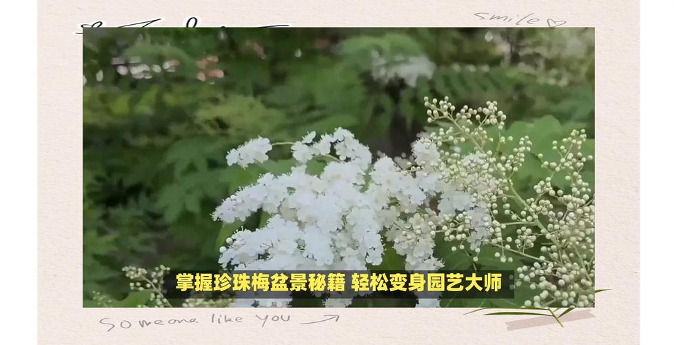 珍珠梅秋天怎么养？珍珠梅秋天掉叶子吗？