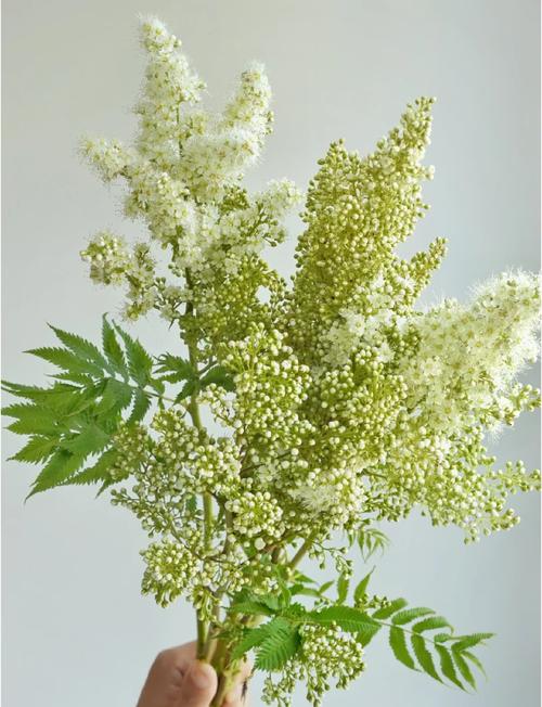 珍珠梅秋天怎么养?珍珠梅秋天掉叶子吗?-第2张图片-优品飞百科 珍珠梅秋天怎么养?珍珠梅秋天掉叶子吗?-第2张图片-优品飞百科