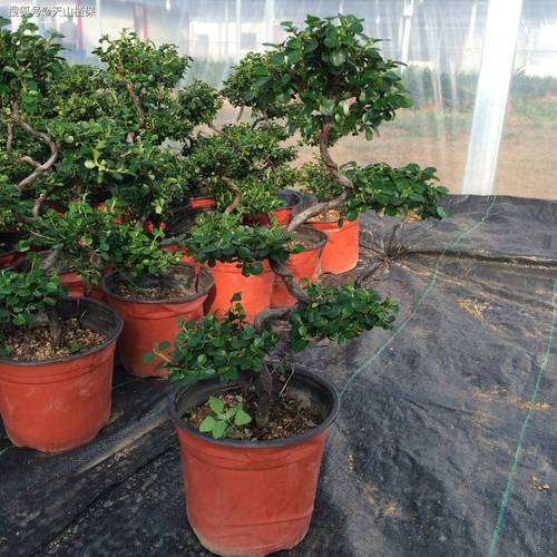 珍珠梅秋天怎么养?珍珠梅秋天掉叶子吗?-第3张图片-优品飞百科 珍珠梅秋天怎么养?珍珠梅秋天掉叶子吗?-第3张图片-优品飞百科