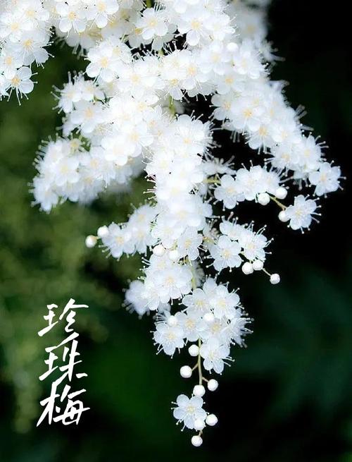 珍珠梅秋天怎么养?珍珠梅秋天掉叶子吗?-第4张图片-优品飞百科 珍珠梅秋天怎么养?珍珠梅秋天掉叶子吗?-第4张图片-优品飞百科