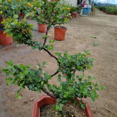 珍珠梅秋天怎么养?珍珠梅秋天掉叶子吗?-第5张图片-优品飞百科 珍珠梅秋天怎么养?珍珠梅秋天掉叶子吗?-第5张图片-优品飞百科