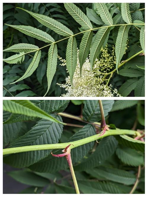 珍珠梅秋天怎么养?珍珠梅秋天掉叶子吗?-第6张图片-优品飞百科 珍珠梅秋天怎么养?珍珠梅秋天掉叶子吗?-第6张图片-优品飞百科