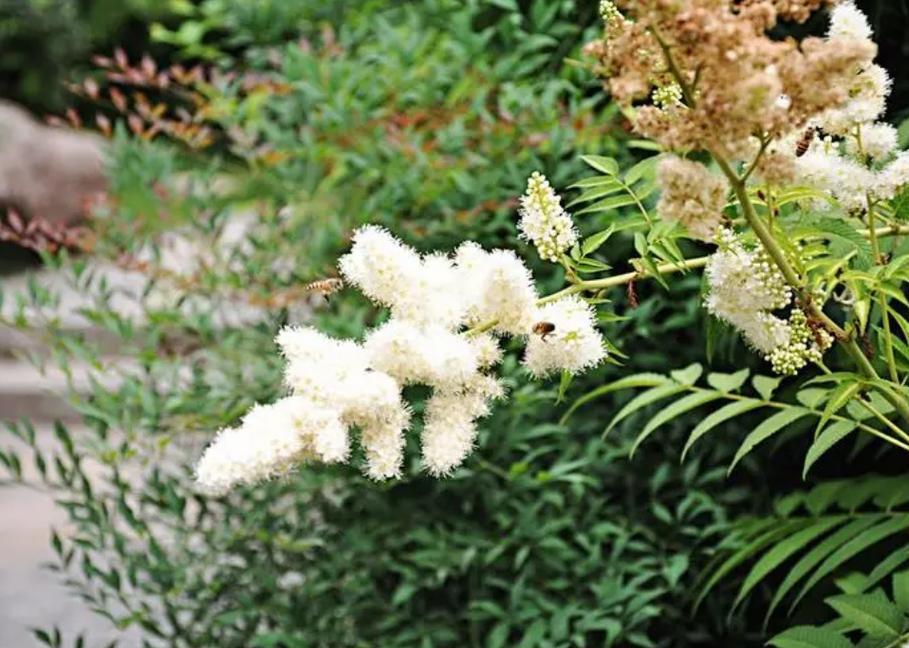 珍珠梅秋天怎么养?珍珠梅秋天掉叶子吗?-第7张图片-优品飞百科 珍珠梅秋天怎么养?珍珠梅秋天掉叶子吗?-第7张图片-优品飞百科