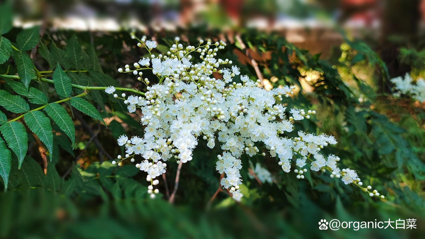 珍珠梅秋天怎么养?珍珠梅秋天掉叶子吗?-第8张图片-优品飞百科 珍珠梅秋天怎么养?珍珠梅秋天掉叶子吗?-第8张图片-优品飞百科