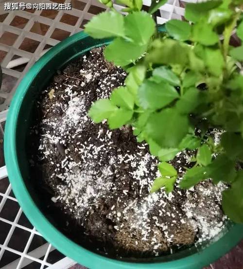 浇花加点小药片，浇花加点小药片好吗？