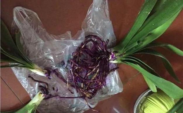 浇花加点小药片，浇花加点小药片好吗？-第2张图片-优品飞百科