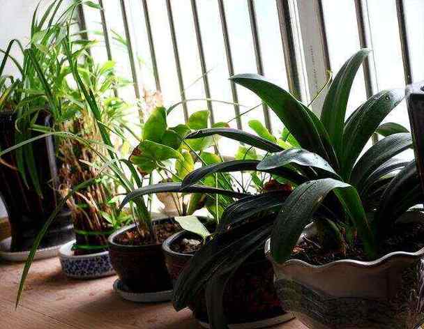 浇花加点小药片，浇花加点小药片好吗？-第3张图片-优品飞百科