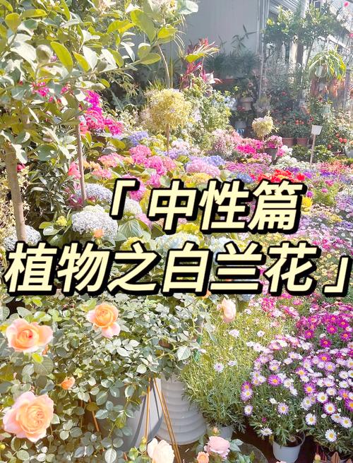 白玉兰怎么施肥，白玉兰施什么肥-第3张图片-优品飞百科